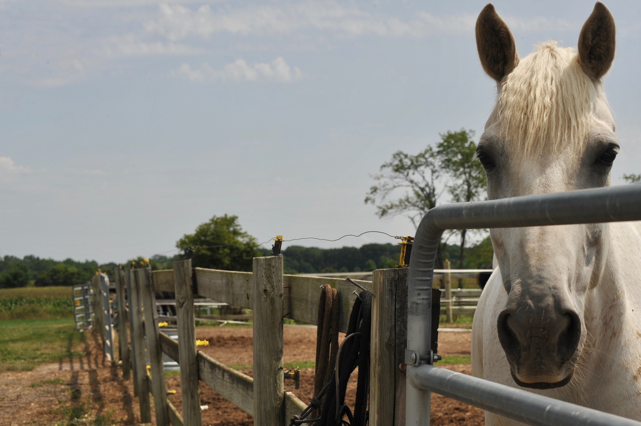 Board fence turnout