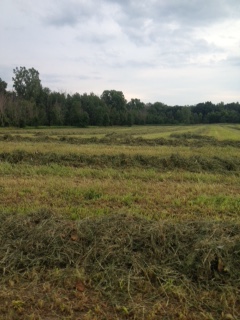 Sandalwood Ranch bales all our own hay